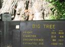 The the biggest of this groves big trees.
